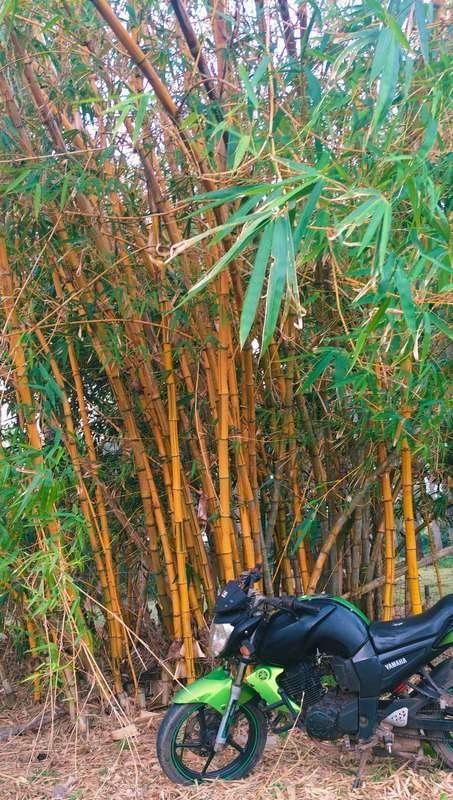 Yamaha fzs